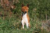 BASENJI 019